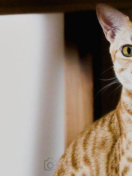 Jerry the cat playing a game of peekaboo. Getting down on the floor is often the key to getting the most intimate and playful shots.