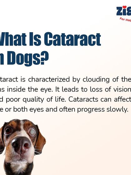 Zigly - Veterinary Services Pet Parent Resources & Tips photo 24