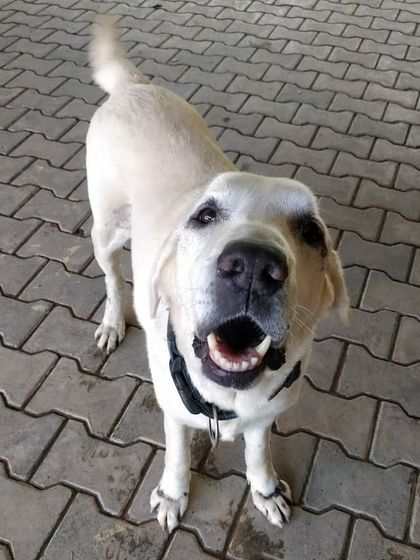 Petspace - Dog Boarding The Happy Faces Gallery photo 19