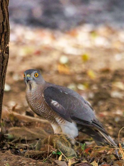 A Shikra, a small but fierce bird of prey, stands guard over its squirrel kill. These common hawks are incredibly agile hunters, often seen in urban and rural areas alike.