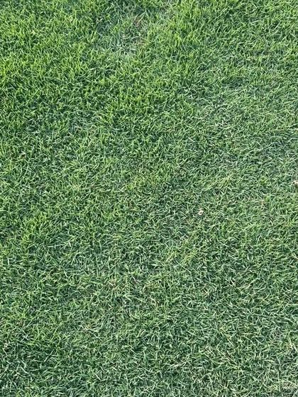 The texture of my Selection No. 1 grass. It's a popular choice for its softness and deep green color.