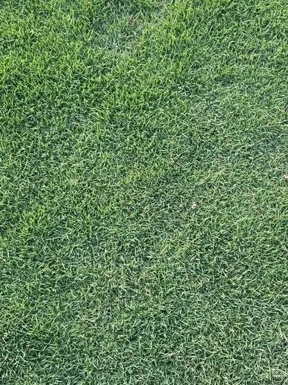 A top-down view of the dense grass carpet I provide. This is what creates that seamless, lush look in a new lawn.