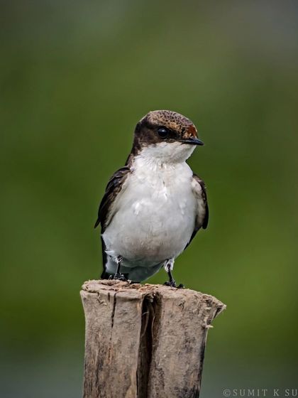 A portrait of a Wire-tailed Swallow, looking slightly grumpy, perched on a wooden post.