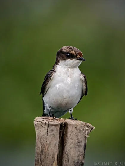 A portrait of a Wire-tailed Swallow, looking slightly grumpy, perched on a wooden post.