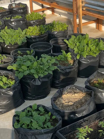 A view of my young plants in their grow bags. I use these bags for many of my vegetables like radishes and peas. They are lightweight and have great drainage.