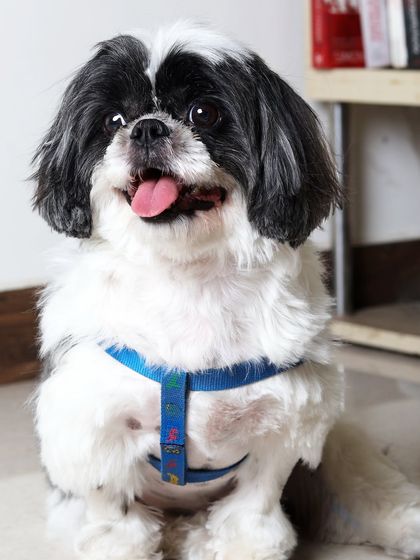 Tails of the City - Pet Grooming Our Happy Doggos photo 3