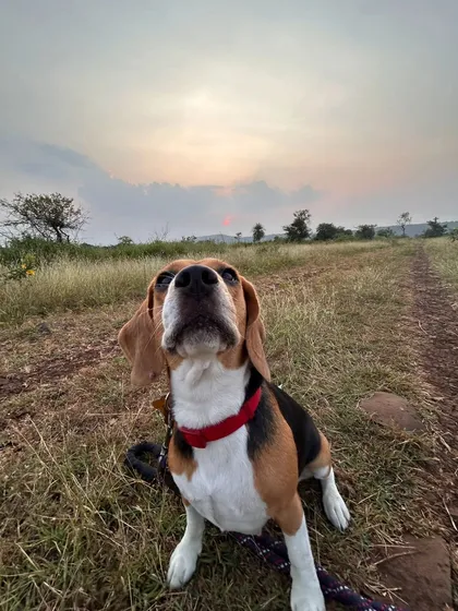 This beagle looks up with focus and curiosity during an outdoor trek. I use these moments to reinforce the bond between us, making learning a positive and engaging experience.