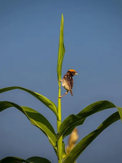 A Red-headed Bunting perches atop a corn stalk against a clear blue sky. The simple composition emphasizes the bird's small size and vibrant orange head.