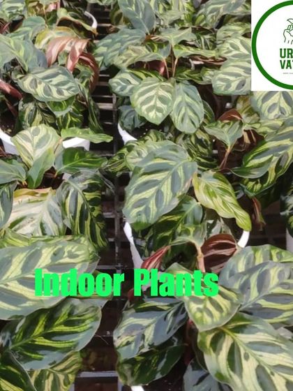 A collection of Calathea Makoyana, also known as the Peacock Plant, with its intricate leaf patterns.