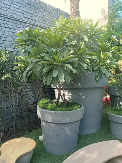 A large plumeria tree planted in an oversized grey pot. Using large-scale planters allows for the inclusion of mature trees even in paved or courtyard settings, as seen at this Ghitorni farm.