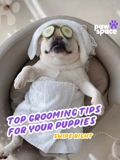 This is the level of relaxation I aim for in every session. My at-home grooming service is designed to be a pampering spa day, leaving your pet feeling refreshed, happy, and looking their absolute best.