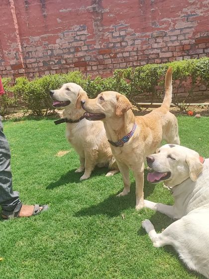 Another angle of our patient pack, showing their focus and the strong bond they have with our caretakers.