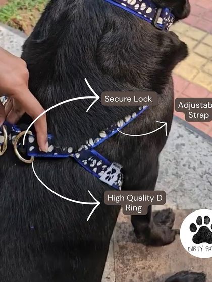 This annotated image of the Bubble Blossom body belt points out the secure lock, adjustable strap, and high-quality D-ring, all designed for your pet's safety and comfort.