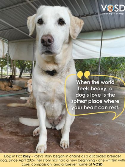 Rosy's story began in chains as a discarded breeder dog. Since April 2024, she has had a new beginning, one written with care, compassion, and a forever home at VOSD.