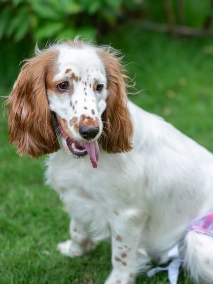 Anshiti - Pet Photography Fun in the Sun: Outdoor Portraits photo 4