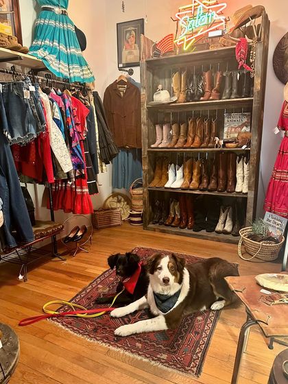 Tulsa Dog Trainer - Immersive Board & Train Programs Real-World Training & Socialization photo 4