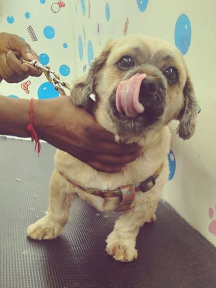Goofy is looking like a complete goofball and we love it! That tongue lick says it all.