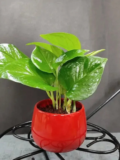 A Golden Pothos in a bold red ceramic pot. The vibrant color of the pot makes the green leaves stand out, creating an eye-catching gift.