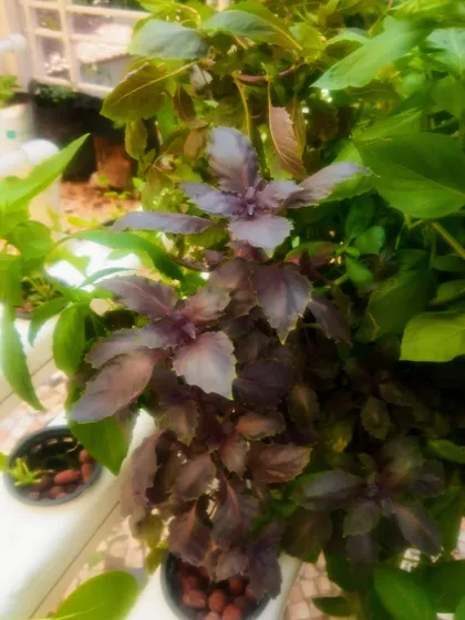 A mix of green and purple basil growing together in a hydroponic channel, showcasing the visual appeal of a mixed herb garden.