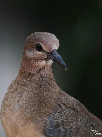 A simple, classic portrait of a Laughing Dove from my home in Gurgaon. The soft, dark background helps to define the bird's shape and show the subtle texture of its dusty brown feathers.