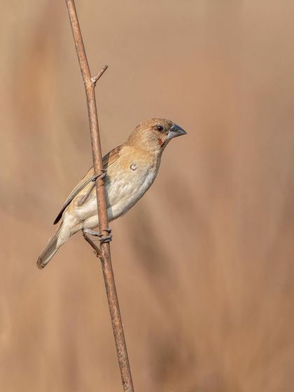An Indian Silverbill, a tiny finch often found in grassy areas. Its simple beauty is captured here against a soft, uniform background.