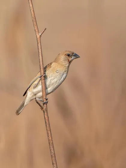 An Indian Silverbill, a tiny finch often found in grassy areas. Its simple beauty is captured here against a soft, uniform background.
