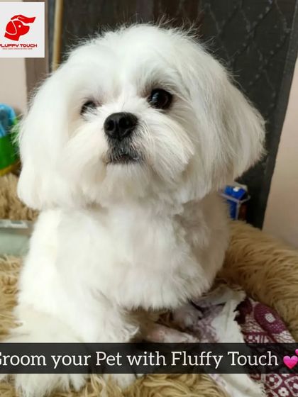 Look at this perfectly groomed Maltese! I provide breed-specific cuts that follow the standards while ensuring your pet is comfortable.