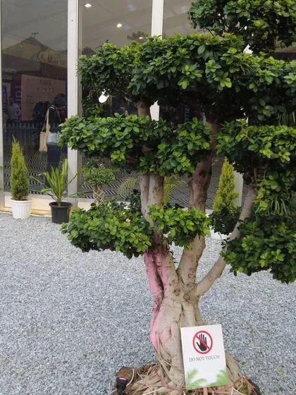 A beautiful Bonsai tree on display. These miniature trees require skill and patience to cultivate, and I source the best specimens for my clients' landscaping projects.