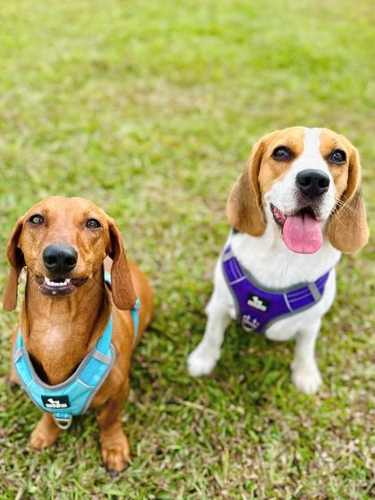 The Pawsome Camp - Dog Daycare & Boarding Our Pack: Portraits from the Camp photo 53