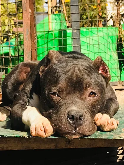 Sultan just starting to wake up, looking directly at the camera.