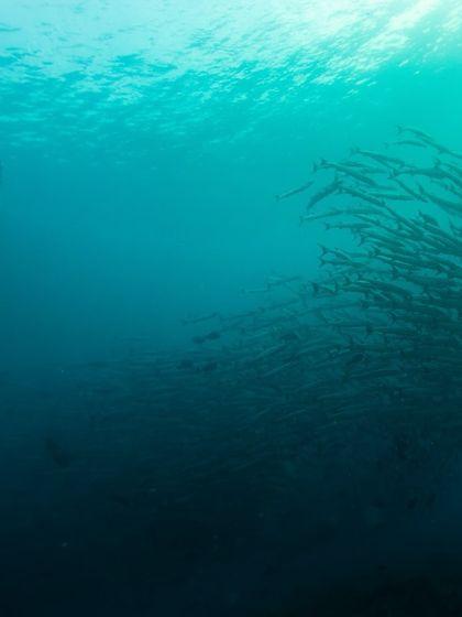 A freediver swims alongside a massive school of barracuda in Sipadan. The scale of the marine life here is simply mind-boggling.