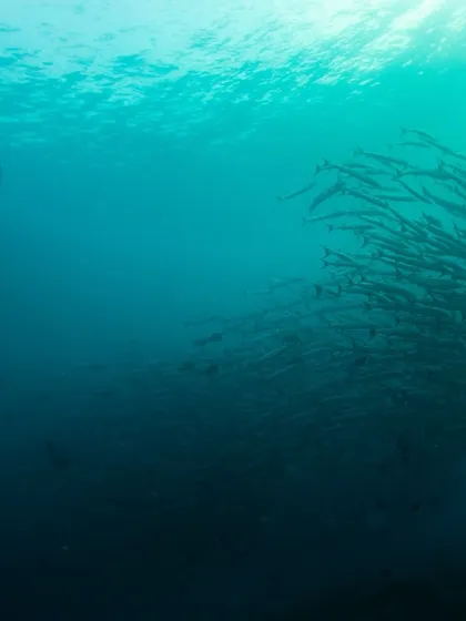 A freediver swims alongside a massive school of barracuda in Sipadan. The scale of the marine life here is simply mind-boggling.