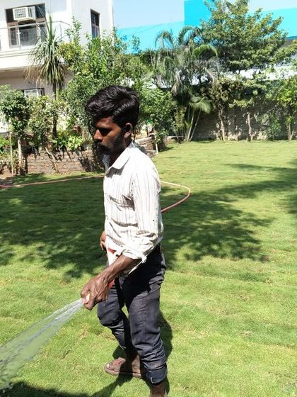 The first watering is the most important. Immediately after laying the new turf, I make sure it gets a thorough soaking to help the roots begin to take hold in the new soil.