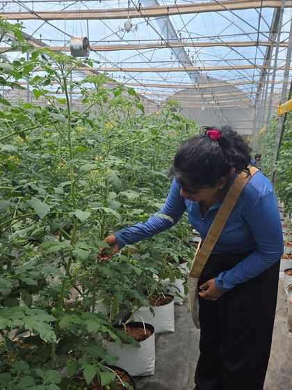 A trainee inspects the developing fruit on a tomato plant. Our programs offer an in depth look at crop management within a protected cultivation environment.