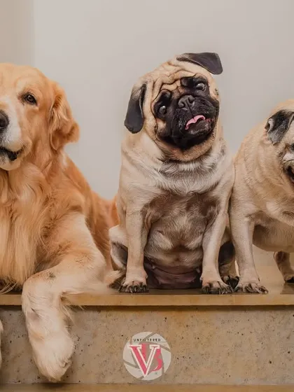 A golden retriever and two pugs posing on the stairs of their home. This shot shows how we can use the natural architecture of your home to create great portraits.