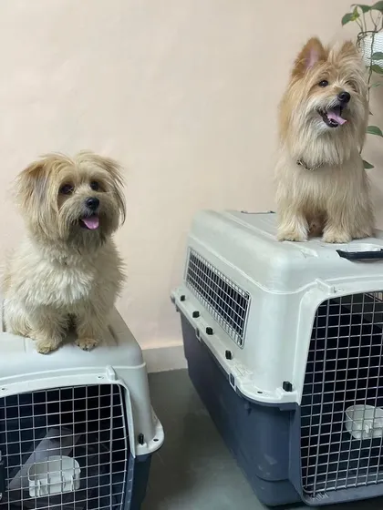 Two happy dogs, two crates, ready to go! I love the energy and excitement that comes with every new journey.