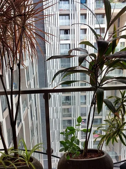 This balcony features tall, architectural plants like Dracaena marginata. Their slender form is perfect for adding height and a tropical feel to a balcony without taking up too much space.