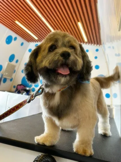 This little guy is looking so fresh and happy inside our clean and well-lit grooming van.