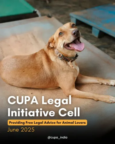 Animal Cruelty Legal Aid & Advocacy