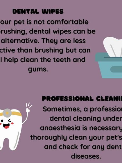 Furever Safe - Mobile Pet Grooming Expert Tips for Pet Parents photo 20