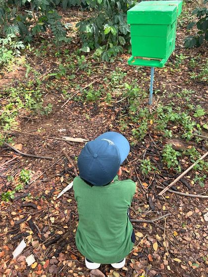 A child quietly observing a man-made beehive from a safe distance, learning about the importance of these pollinators.