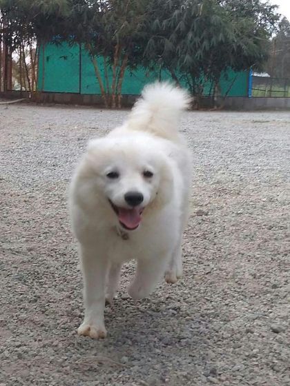 Petboro - Dog Boarding & Daycare Portraits of Our Happy Guests photo 7