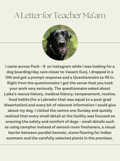 Laika's guardian was impressed from the very first questionnaire. We take our work very seriously, gathering detailed information to provide the best possible care for each dog.