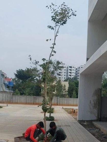 Our team on-site during the planting phase of a new residential layout in South Bangalore. Here, workers are carefully placing young trees that will grow to form the green avenues central to our landscape master plan.