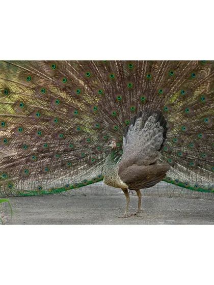 This is a very rare shot indeed. It looks as if the peahen has the large, feathery train of a peacock. She is actually standing in front of the male while he is dancing, creating a perfect illusion. It is a moment of pure chance that creates a wonderful image.
