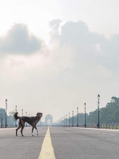 Pawparazzi By Prathima - Pet Milestone Photography Outdoor Adventures & Candid Play photo 29