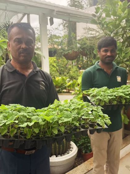 Puttaraju and Shashi from our garden center are here to help you get creative, even on grey days. These lovely red salvia saplings are ready to make your space pop with color.