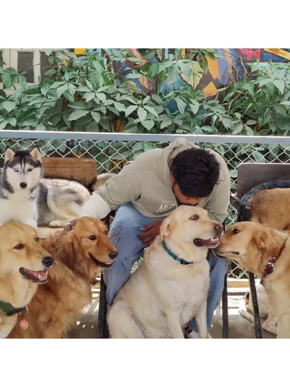 With over 100 dogs, our park is a vibrant community of different breeds. Here you'll find Golden Retrievers, Huskies, Labradors, and many more, all co-existing and ready to make new friends with our visitors.