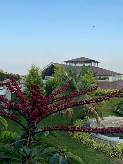 A closer look at the vibrant red berries on one of our trees. We pay attention to every detail of our natural environment, as each plays a role in the healing atmosphere.