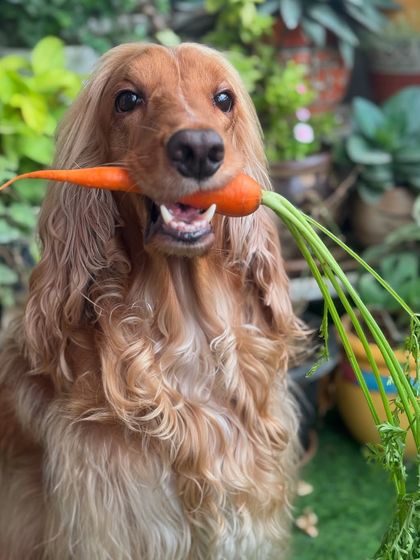 The perfect picture of a happy dog with a healthy treat. Carrots are a staple in Posto's diet.